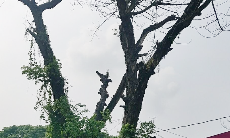 হিলি বাজারে ঝুঁকিপূর্ণ রেইনট্রি গাছ, শুকনো ডাল ভেঙে দুর্ঘটনার শঙ্কা