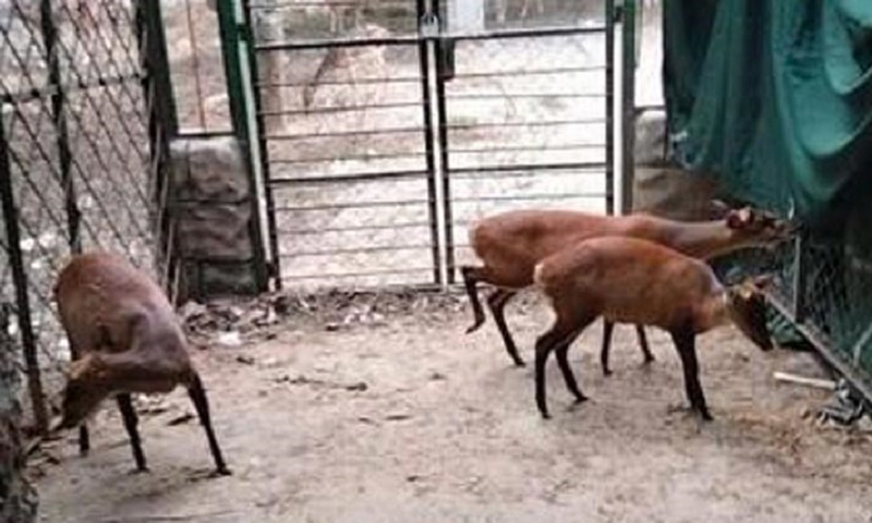 গাজীপুরে রিসোর্ট থেকে ৪ মায়া হরিণ উদ্ধার