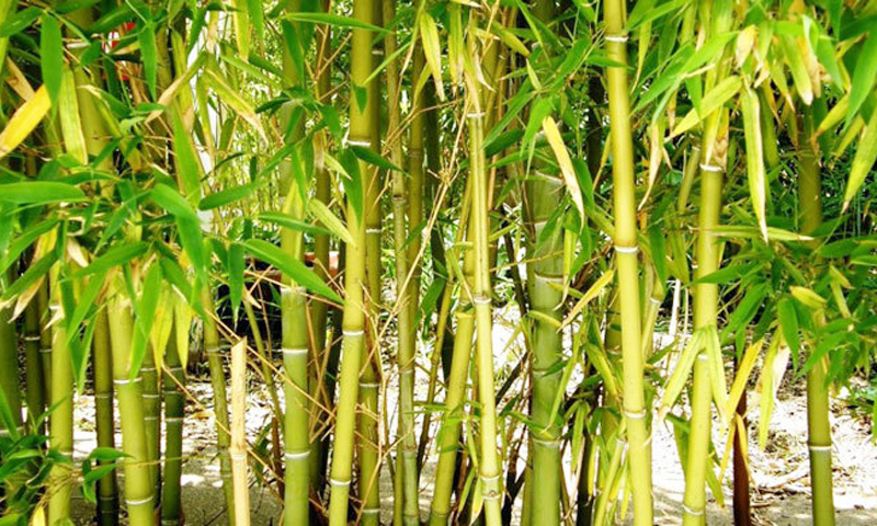 বিশ্ব বাঁশ দিবস আজ