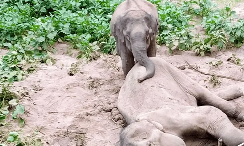  রাঙামাটিতে মৃত হাতির মাংস চুরির চেষ্টা: মাটি খুঁড়ে হানা দিলো ২৫ জনের দল 